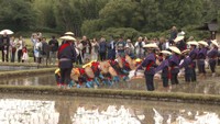 岡山後楽園で恒例の「お田植え祭」　6月14日に開催へ　岡山市