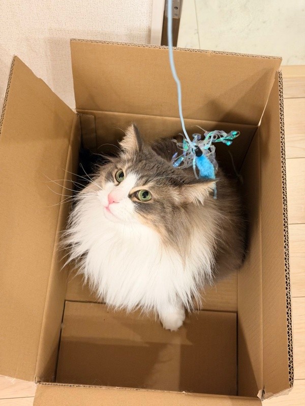 猫じゃらしで遊ぶkiriくん（画像提供：kiriくん）