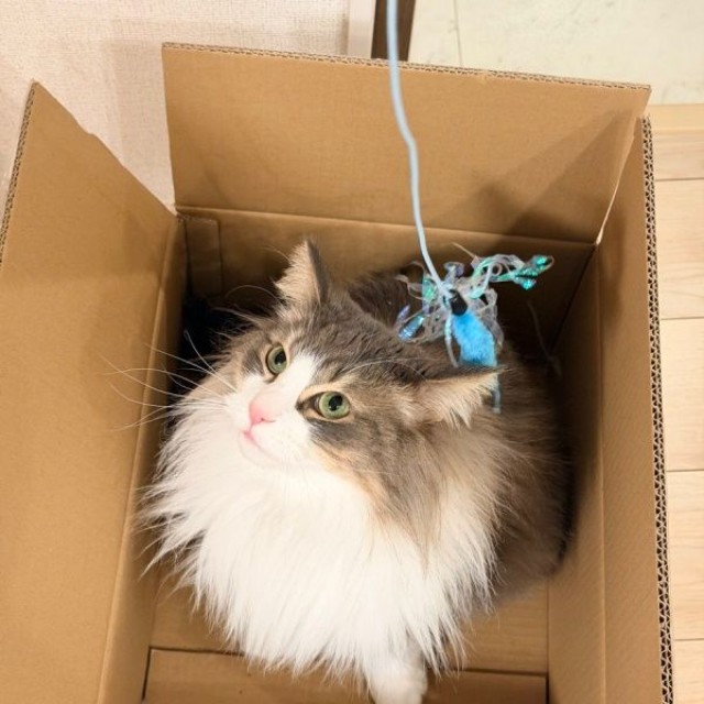 猫じゃらしで遊ぶkiriくん（画像提供：kiriくん）