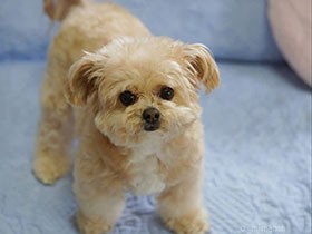 仲間の文鳥の最期を察知？　家の中を穏やかな空気で満たしてくれるチワプー「みかん」