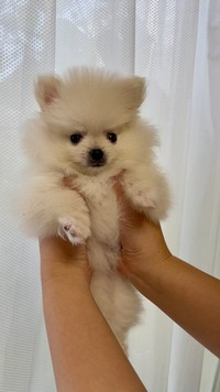 先代犬のしんくんの不在で悲しみにくれていたご家族に幸せをもたらした、お迎え直後のおーちゃん（画像提供：ポメラニアンのにんじゃ家さん）