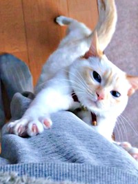 抱っこをせがむひなたちゃん（画像提供：hinataさん）