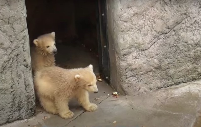 初めて外にでた双子の赤ちゃん（提供＝仙台市八木山動物公園）