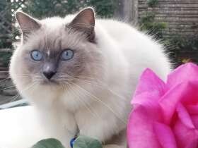 ドライブ大好き！　船だってへっちゃらだよ　ラグドール「雪丸」