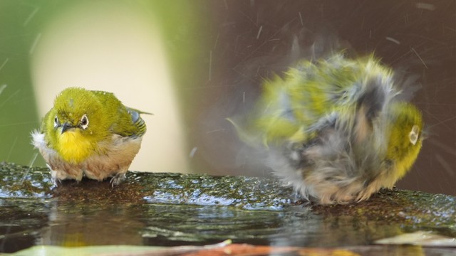 小鳥たちの公共の場（？）である水場でのユーモラスな出来事（画像提供：ぽかりさん）