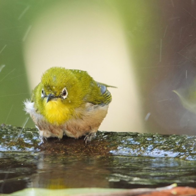 小鳥たちの公共の場（？）である水場でのユーモラスな出来事（画像提供：ぽかりさん）