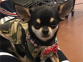 ぬいぐるみの引っ張りっこが好き　チワワの「ノアール」