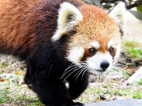 レッサーパンダが堂々１位　動物園の人気投票