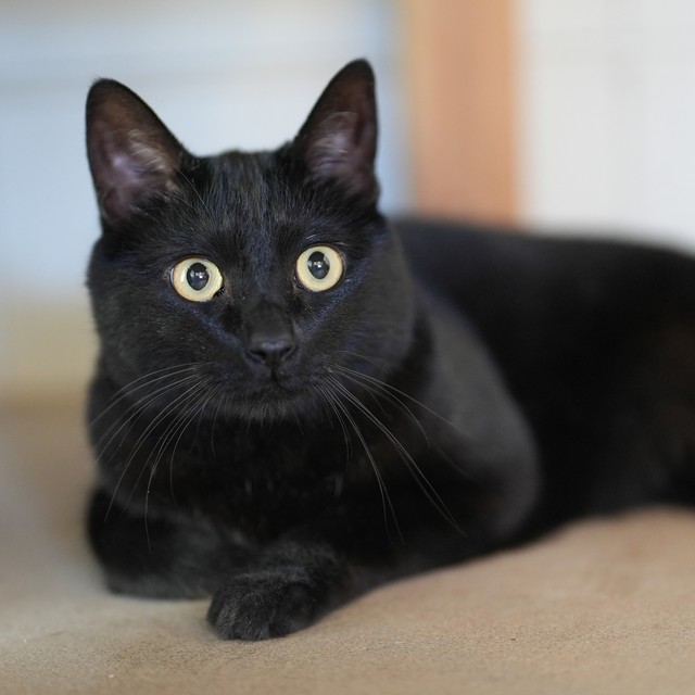 性格は甘えん坊でマイペース