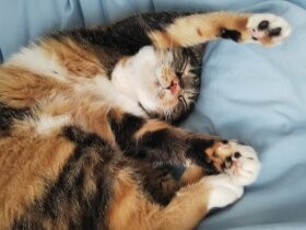 油断しきったバンニャイポーズで熟睡　芸達者な三毛「ミュウ」