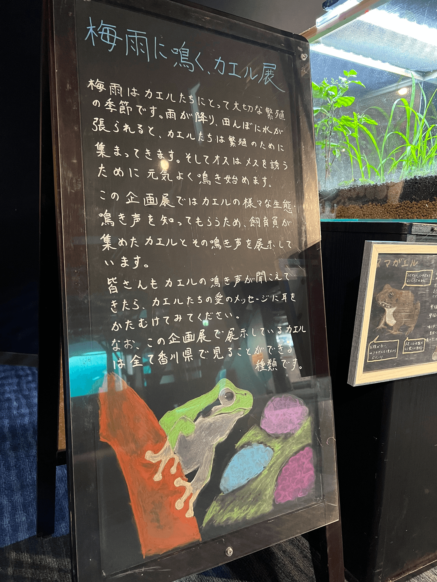 手書きの黒板解説（提供:四国水族館）