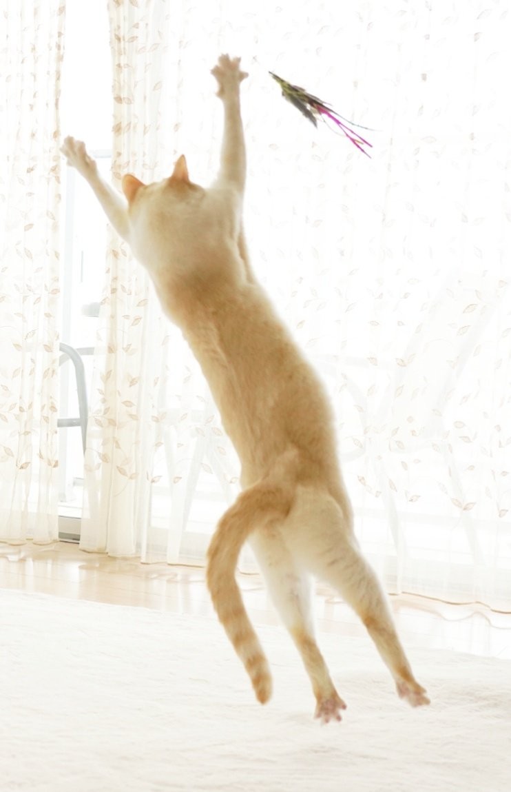 体操選手の偶然の猫 「あなた本当に猫ですか〜」体操選手さながら「逆立ち」で着地 「ネコリンピック、金メダル！」と話題｜まいどなニュース