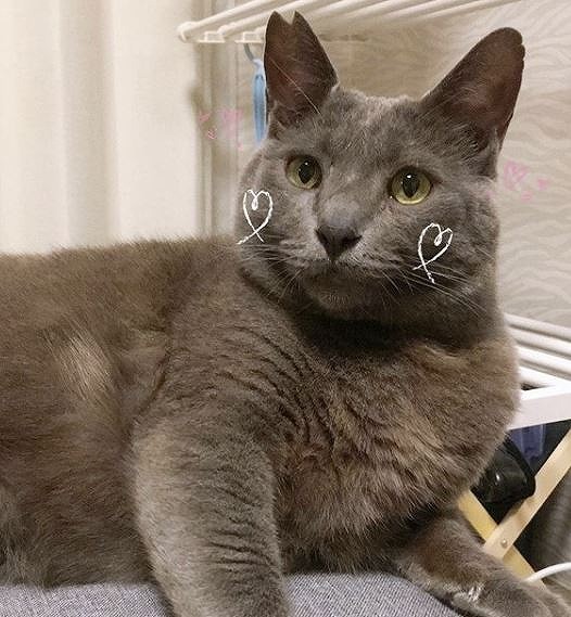 トムくんです。おすまししてみたニャ