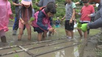 田植えを体験する小学生ら　中山千枚田　香川・小豆島町　14日
