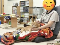 保護猫カフェに通い詰めた日々