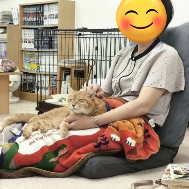 保護猫カフェに通い詰めた日々