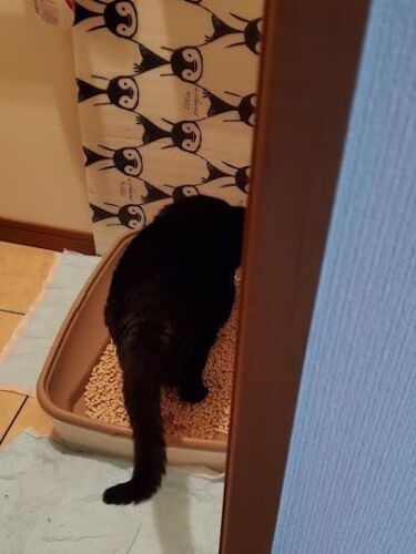 シーツ部分を高くして、またぎやすくしました。「楽になったにゃ」

