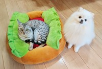 こめた君とうにちゃんの暮らしはXで見ることができる