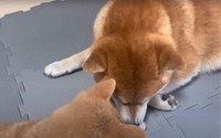 おやつを取り上げられたあと、わらびちゃんのあんよをなめなめするごむぎくん（「シヴァ犬こむぎっす　豆シヴァわらび」さん提供、YouTubeよりキャプチャ撮影）