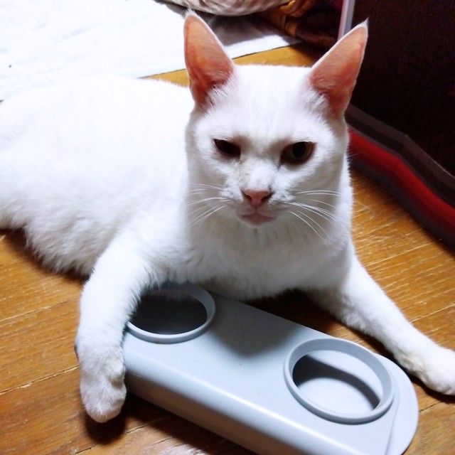 すくすくと成長したシンちゃん（画像提供：バニラさん）