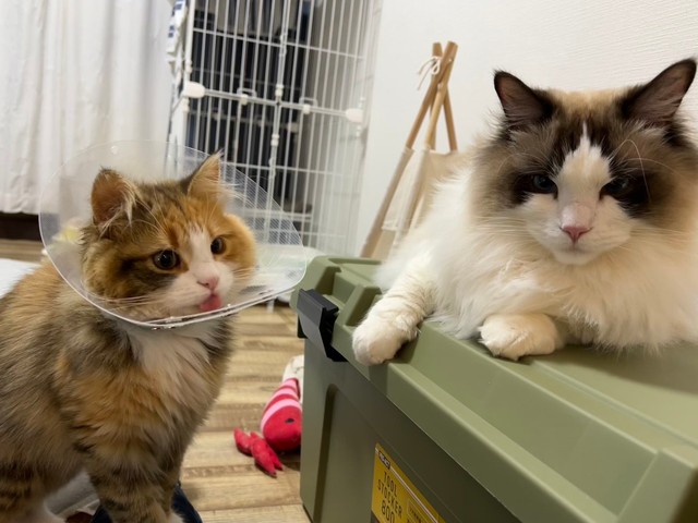 二人仲良くおやつ待ち