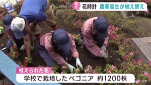 宮城県庁花時計を宮城農業高校の生徒が植え替え　学校で栽培したベゴニアに