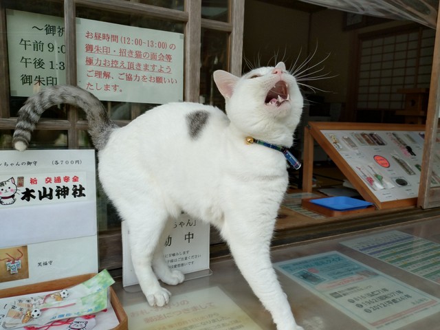寂しくて…遠吠えする木山神社の現役招き猫テンちゃん（木山神社さん提供）