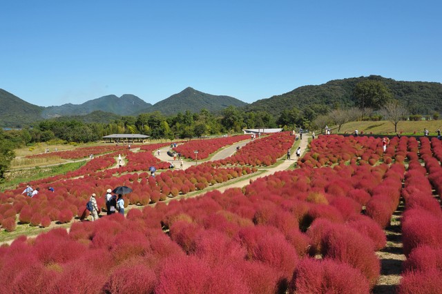 紅葉したコキア　提供：国営讃岐まんのう公園