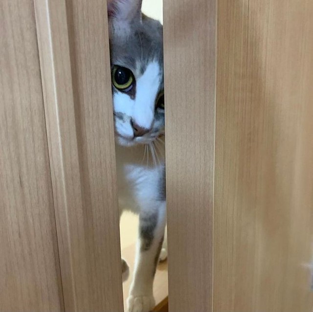 はっと気づいたらじーっと視線ビームが！=猫ちゃんの下僕さん（@okoge_family222）さん提供
