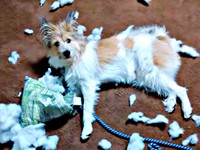パワフルな一面も現れた朔太郎くん（画像提供：サクサクさん）