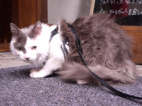 店のあちこちに猫！猫！猫！　猫好きシェフが営む、隠れ家的イタリアン