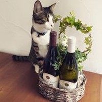安心して暮らせる家に巡り合えたマルちゃん。ワインを通して幸せへの一歩を踏み出せる猫が増えることを願う