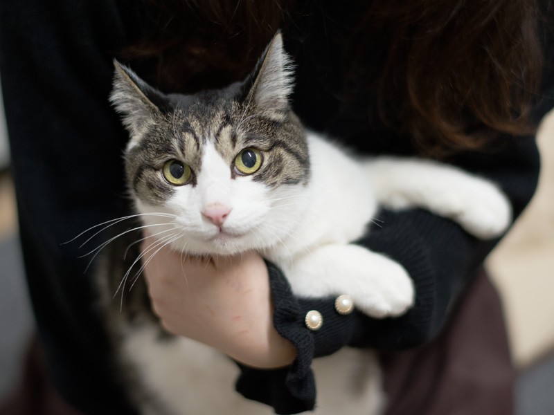 「僕ね、じっとしてるの好きなの、抱っこが一番さ」（小林写函撮影）