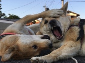 これがじゃれ合い？　むき出しの歯、野性味たっぷりな犬写真