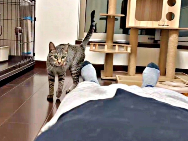 「ポケットだ！」目を輝かせてそばに来るかえでちゃん（画像提供：琥みっちゃきぃ@保護猫さん）