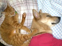 子猫時代、ほぼ同時期にやってきた子犬のまいむと