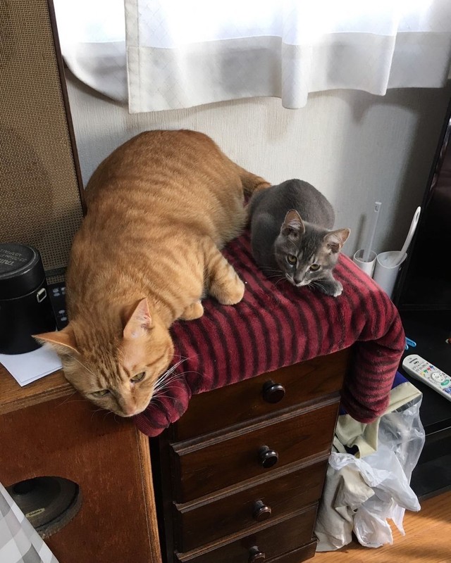 掃除機の音に怯えて同じ場所に避難