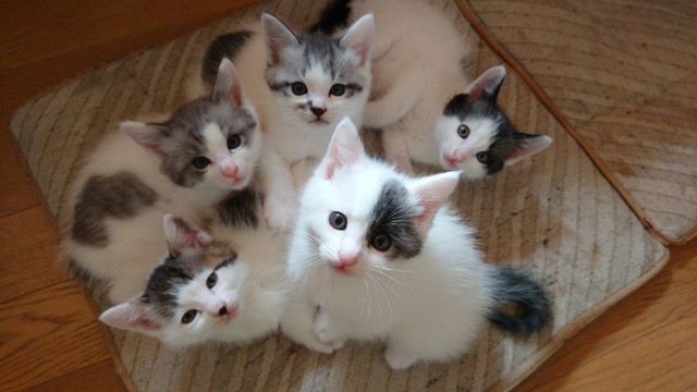 可愛いが全部こっち見てる！！こんなに大きくなりました