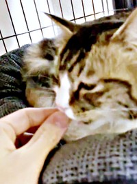 お迎えからしばらく手からごはんを食べていたけだまちゃん（画像提供：けだまちゃんさん）