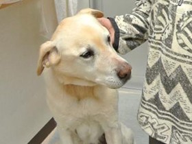 災害時にペットの命を守るには、同行避難！　福島からの教訓