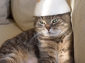 ペットの抜け毛でお手軽アート　ニャンと帽子に大変身！