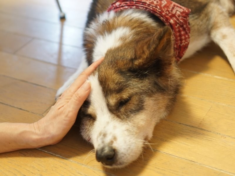 「人の手があったけえ。俺を川べりで育てたあのおっちゃんも、どこかで元気にしてるのかな…」