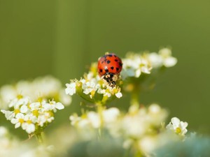 人生がうまくいくことを「春が来る」と例えるなら、私は春を待つ虫だ