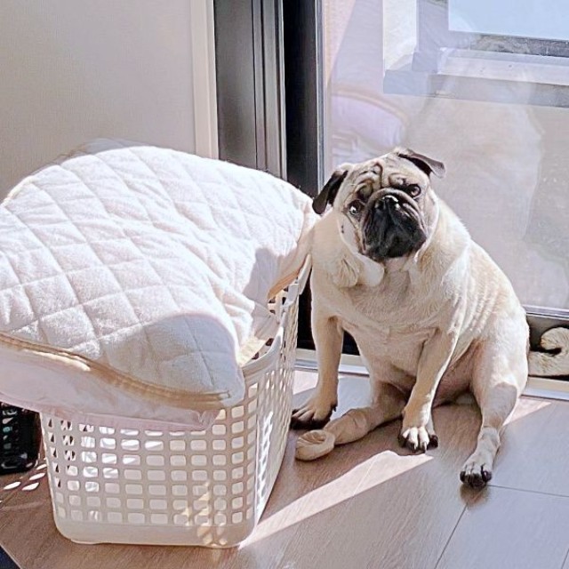最高のお昼寝スポットをみつけたうーペーくん（画像提供：パグのうーぺーさん）