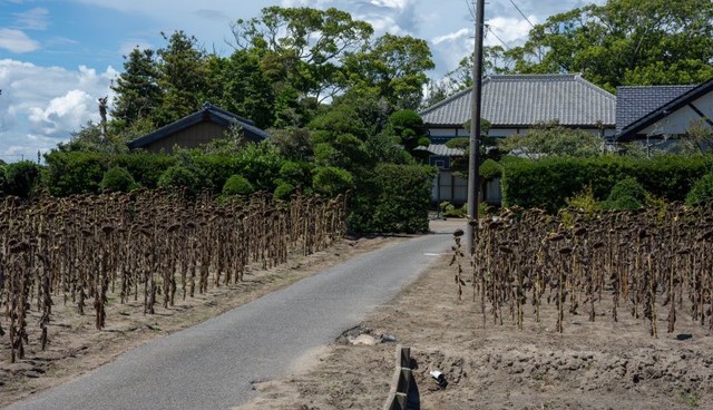 道を挟んで広がる枯れたヒマワリ ※えぬびいさん提供