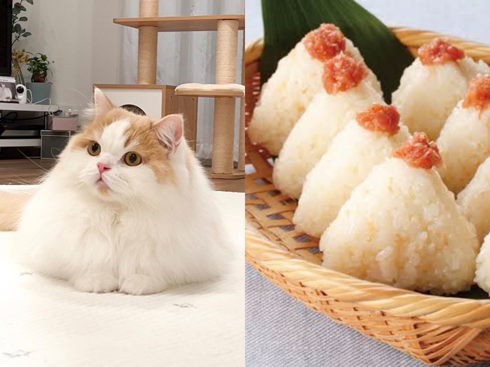 フォルムがおにぎりすぎる猫が話題、正体は2歳のスコフォ 「可愛すぎて