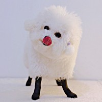 お散歩準備完了！ アニメ「ひつじのショーン」のようなあめちゃん（画像提供：あめ チビションフリーゼさん）