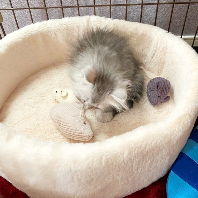 子猫時代、猫ベッドに入っておもちゃで遊ぶすぴさん（画像提供：すぴさん）