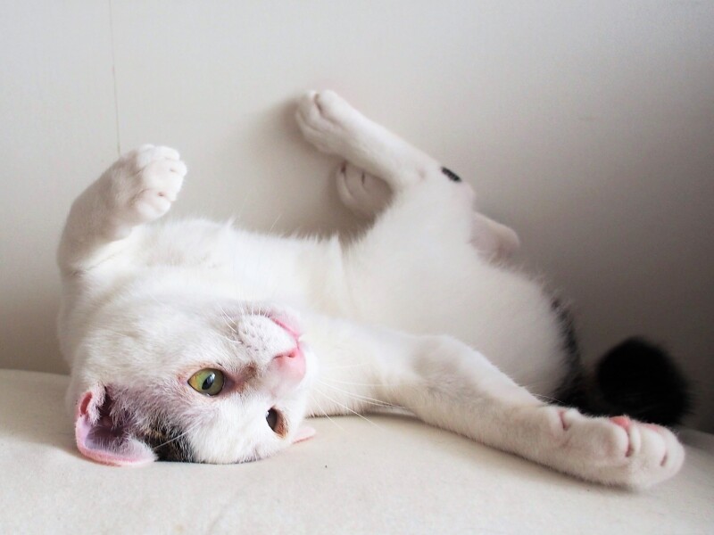 まるで警戒心なしのノー天気ボーイ