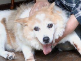 西日本豪雨　泣きながら自宅に残してきた老犬、無事だった